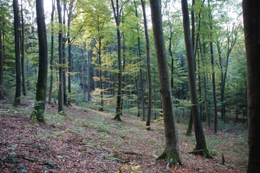 Wald im November