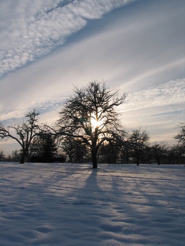 Winter Baum Schnee