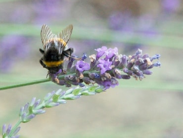 Lavendel