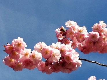 Kirschblüte im Mai